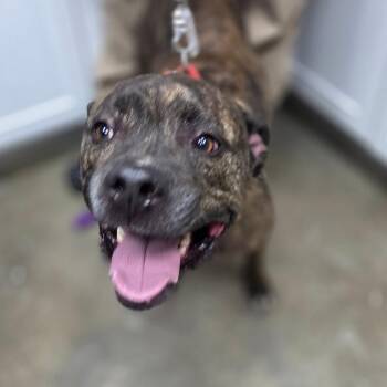 Brutus -  Pit Bull Terrier Dog for Adoption in Madisonville, Kentucky - Brutus | PetCurious
