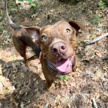 Duffy -  Mixed Breed Dog for Adoption in Glen Rock, New Jersey - Duffy | PetCurious