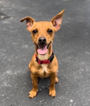 Chihuahua and Dachshund Dogs Available for Adoption in Jamestown, California - Leo | PetCurious
