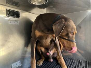 JAEGER -  Doberman Pinscher Dog for Adoption in Dallas, Texas - JAEGER | PetCurious