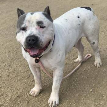 BRONX -  Pit Bull Terrier Dog for Adoption in Camarillo, California - BRONX | PetCurious