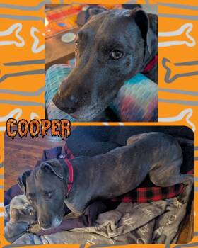 Rescue Mixed Breed Dogs for Adoption in Lancaster, New York - Cooper | PetCurious