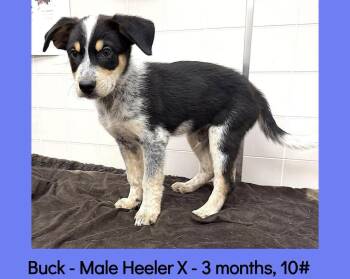 Buck -  Australian Cattle Dog Blue Heeler and Australian Shepherd Dog for Adoption in Atascadero, California - Buck | PetCurious