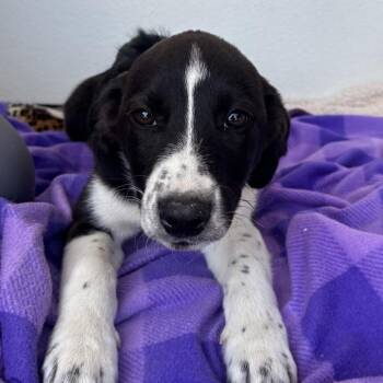 Catahoula Leopard Dog and Mixed Breed Dogs Available for Adoption - Brooklyn | PetCurious