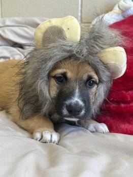 Rescue German Shepherd Dog Dogs for Adoption in Chula Vista, California - FRANKIE STEIN | PetCurious