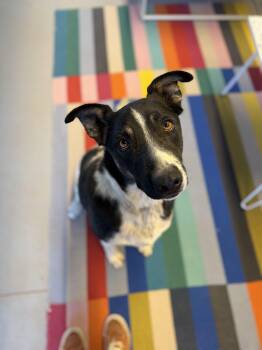 Rescue Catahoula Leopard Dog and Australian Cattle Dog Blue Heeler Dogs for Adoption in Torrey, Utah - Jack Jack | PetCurious