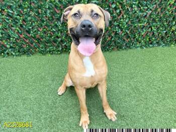 Mixed Breed Dogs Available for Adoption - WOODY | PetCurious