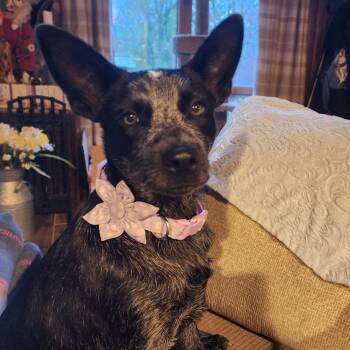 Australian Cattle Dog Blue Heeler Dogs Available for Adoption in Washougal, Washington - Millie | PetCurious