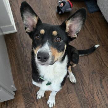 Mixed Breed Dogs Available for Adoption - Crayola | PetCurious