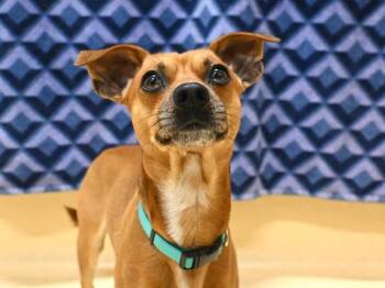 Chihuahua and Mixed Breed Dogs Available for Adoption - Sheldon | PetCurious