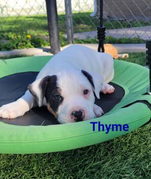 Terrier Dogs Available for Adoption in WDM, Iowa - Thyme | PetCurious