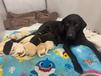 Rescue Labrador Retriever Dogs for Adoption in Broomfield, Colorado - Wingels / Mia | PetCurious