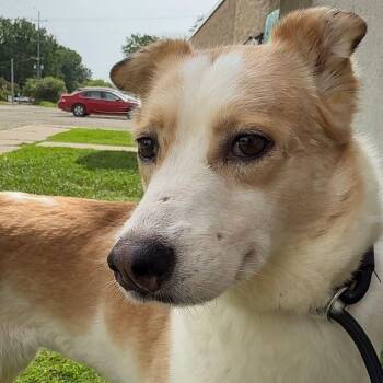 Mochi -  Husky Dog for Adoption in Alma, Michigan - Mochi | PetCurious