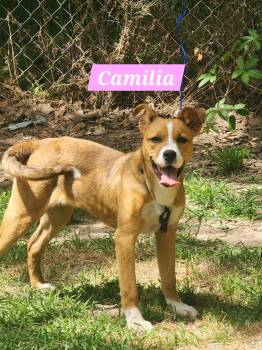 Mixed Breed Dogs Available for Adoption in Rock Hill, New York - Camilia | PetCurious