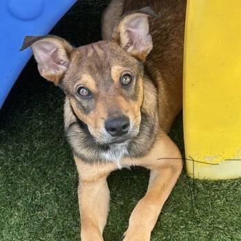 Rowdy -  Rottweiler and Australian Cattle Dog Blue Heeler Dog for Adoption in Krum, Texas - Rowdy | PetCurious