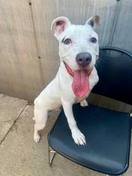 Mello -  Pit Bull Terrier Dog for Adoption in Chicago, Illinois - Mello | PetCurious