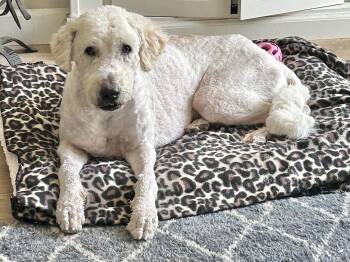 Labradoodle Dogs Available for Adoption in Newport Beach, California - Darla | PetCurious