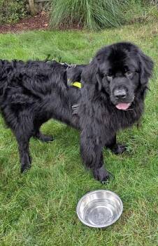 Odie -  Newfoundland Dog Dog for Adoption in Ledyard, Connecticut - Odie | PetCurious