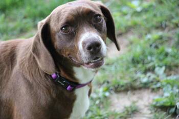 Mothers Craving : Cheesecake -  Dachshund and Beagle Dog for Adoption in Aurora, Indiana - Mothers Craving : Cheesecake | PetCurious