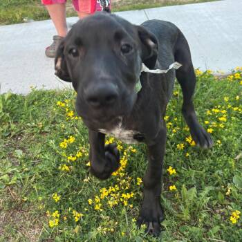Case -  Great Dane and Catahoula Leopard Dog Dog for Adoption in Rochester, Minnesota - Case | PetCurious