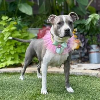 Butterscotch -  Pit Bull Terrier and Terrier Dog for Adoption in Fairfield, Connecticut - Butterscotch | PetCurious