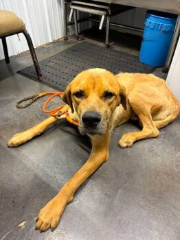 RILEY -  Mixed Breed and Black Mouth Cur Dog for Adoption in Munfordville, Kentucky - RILEY | PetCurious