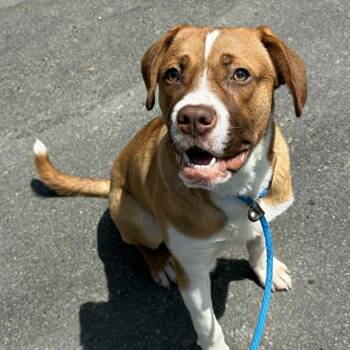 Boxer Dogs Available for Adoption in Concord, North Carolina - Hawthorn | PetCurious