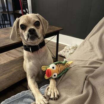 Calie -  Pug and Beagle Dog for Adoption in Dover, New Hampshire - Calie | PetCurious