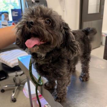 Darla -  Mixed Breed Dog for Adoption in Oak Brook, Illinois - Darla | PetCurious