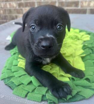 Rescue Border Collie and Labrador Retriever Dogs for Adoption in Kiowa, Oklahoma - Buffalo Bill | PetCurious