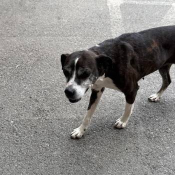 Boston Terrier Dogs Available for Adoption in Woodstock, Ontario - Autumn  | PetCurious