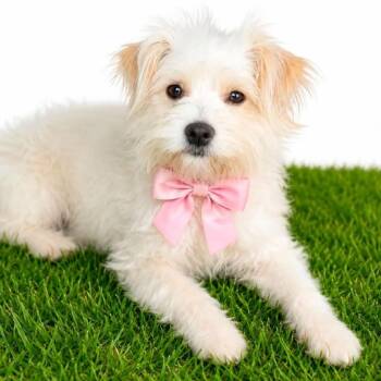 PENELOPE -  Maltese Dog for Adoption in Graham, Washington - PENELOPE | PetCurious