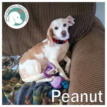Beagle Dogs Available for Adoption in Wadsworth, Illinois - Peanut | PetCurious