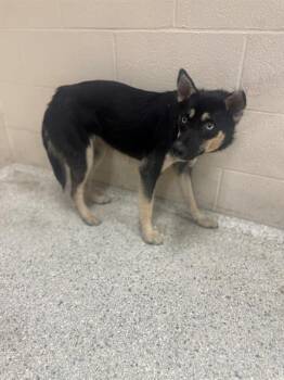 Rescue Siberian Husky and Mixed Breed Dogs for Adoption in Conroe, Texas - A420525 | PetCurious