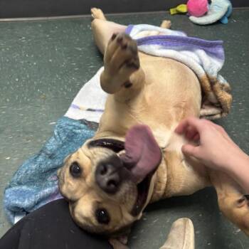 Lulu -  Pit Bull Terrier and Mixed Breed Dog for Adoption in Waynesburg, Pennsylvania - Lulu | PetCurious