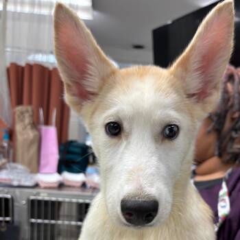 Slayer -  Husky and Mixed Breed Dog for Adoption in Indianapolis, Indiana - Slayer | PetCurious