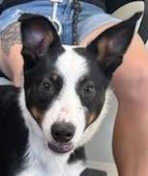 Border Collie Dogs Available for Adoption in Greeley, Colorado - Dakota | PetCurious