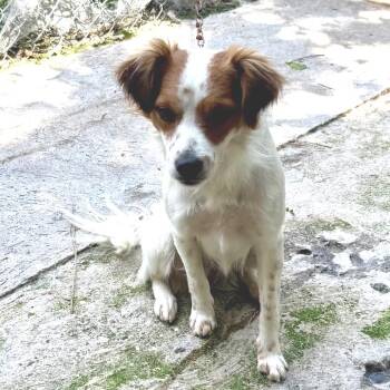 Jacinto -  Papillon and Mixed Breed Dog for Adoption in Bend, Oregon - Jacinto | PetCurious