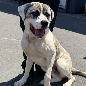 Great Dane Dogs Available for Adoption in Herald, California - Rico | PetCurious
