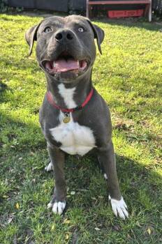 Pit Bull Terrier and Cane Corso Dogs Available for Adoption - Domino | PetCurious