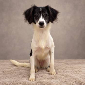 foldalie -  Spaniel and Chihuahua Dog for Adoption in Miami, Florida - Foldalie | PetCurious