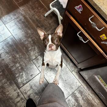 Zelda -  Boston Terrier Dog for Adoption in Powell, Tennessee - Zelda | PetCurious