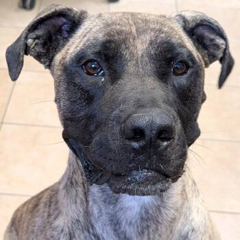 Lola -  Mastiff and Presa Canario Dog for Adoption in Camp Pendleton North, California - Lola | PetCurious