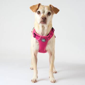 Delilah 14555 -  Pug and Chihuahua Dog for Adoption in San Francisco, California - Delilah 14555 | PetCurious