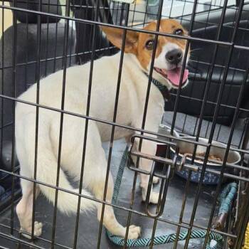 Simeon -  Jack Russell Terrier and Mixed Breed Dog for Adoption in Verona, New Jersey - Simeon | PetCurious