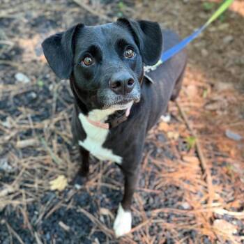 Prince Jet -  Mixed Breed Dog for Adoption in Fredericksburg, Virginia - Prince Jet | PetCurious