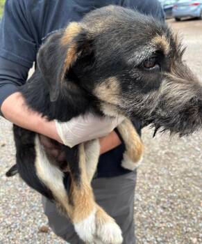 Terrier and Shepherd Dogs Available for Adoption in Thompson Falls, Montana - Mario | PetCurious