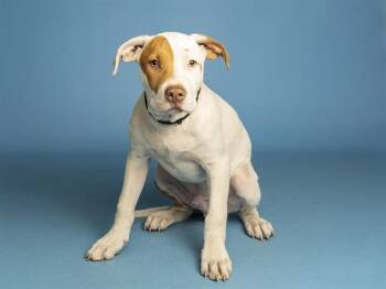 Mastiff and Mixed Breed Dogs Available for Adoption in Phoenix, Arizona - BURT | PetCurious