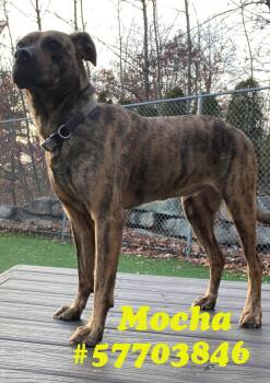 Rescue American Staffordshire Terrier Dogs for Adoption in Wilkes-barre, Pennsylvania - Mocha | PetCurious