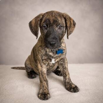 Kurly -  Chocolate Labrador Retriever Dog for Adoption in Miami, Florida - Kurly | PetCurious